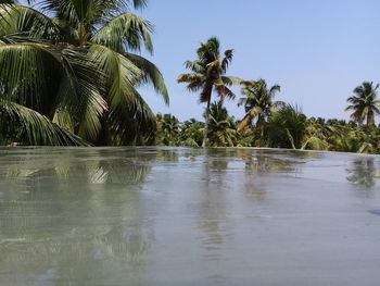 Scenic view of palm trees on beach against sky