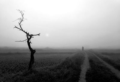 Bare tree on field against clear sky