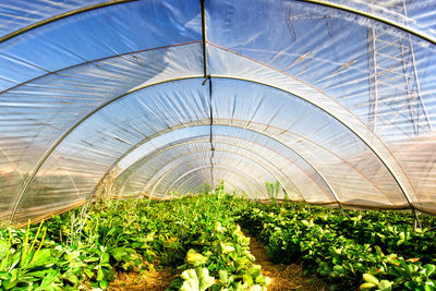 Plants growing in greenhouse
