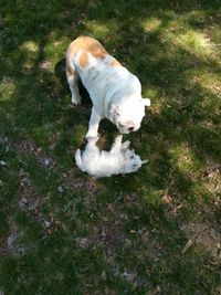 High angle view of dog on field