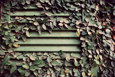 Full frame shot of ivy on wall