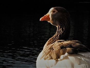 Close-up of duck swimming in lake