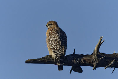 Low angle view of eagle perching on branch against sky