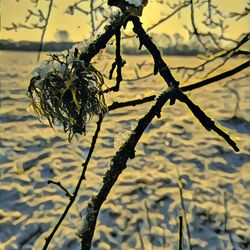 Close-up of wilted plant by lake during sunset