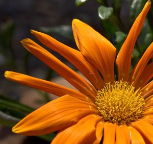 Close-up of orange flower