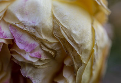 Close-up of rose bouquet