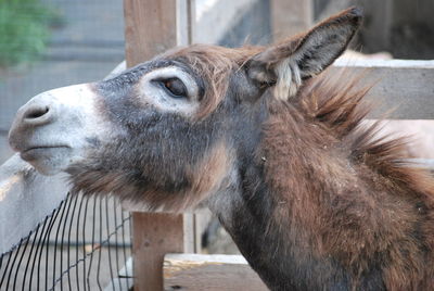 Close-up of a horse in zoo