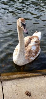 High angle view of swan swimming in lake