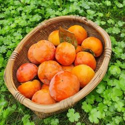 High angle view of fruits in basket