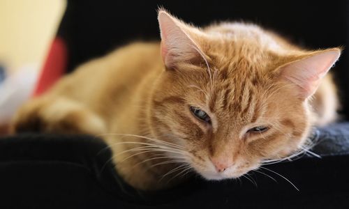 Close-up of a cat resting