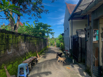 Dog on street amidst buildings against sky