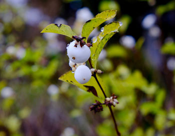 Close-up of wet white berries on plant during rainy season