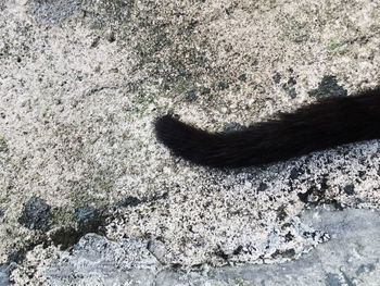 Close-up of snake