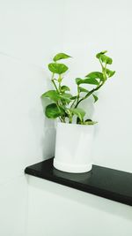 Close-up of potted plant on table against wall at home