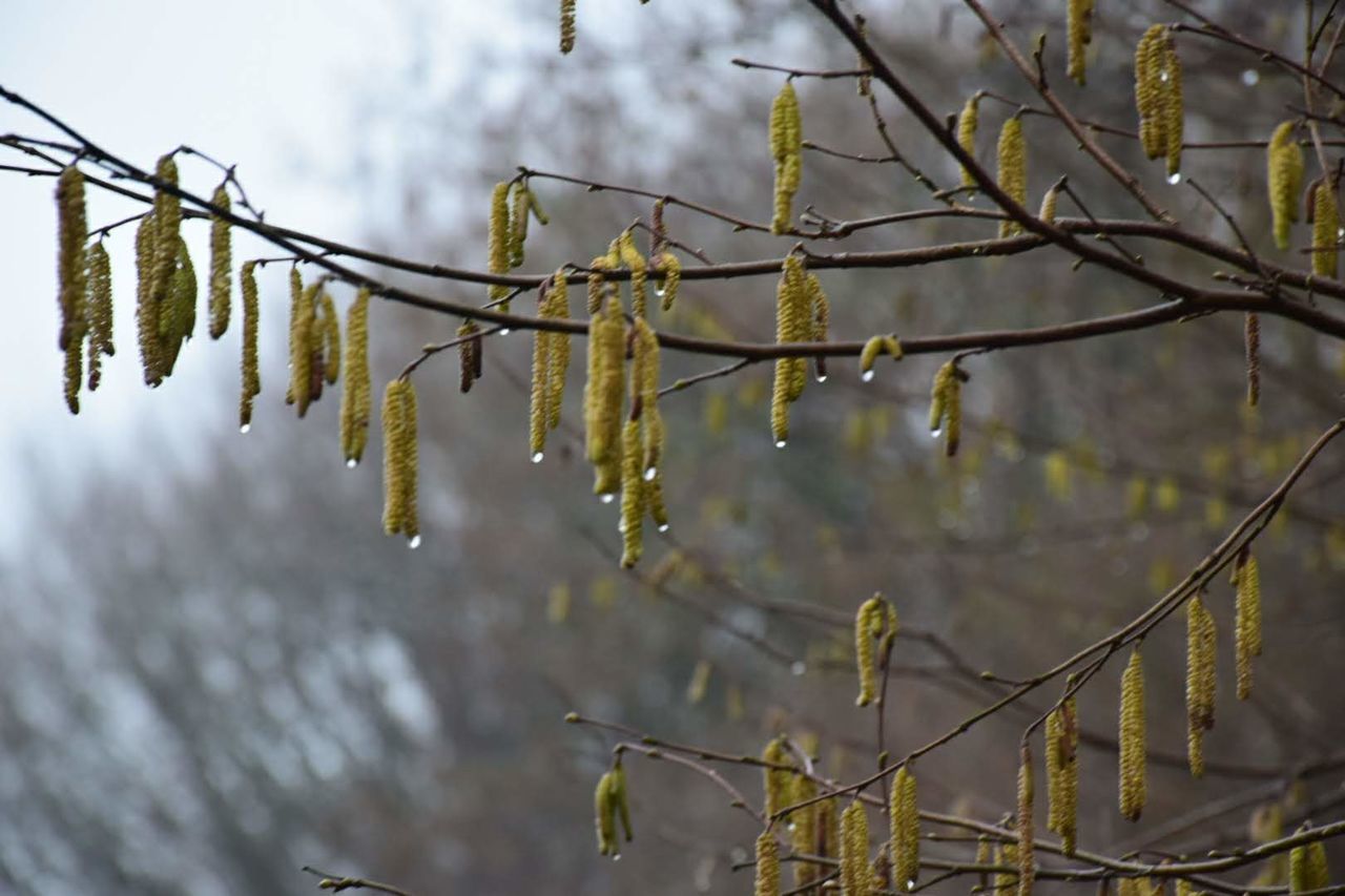 CLOSE-UP OF SNOW ON PLANT