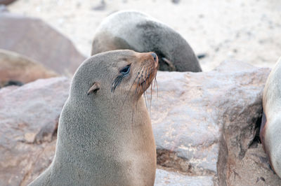 High angle view of sea lion