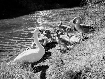 Swans sitting by lake