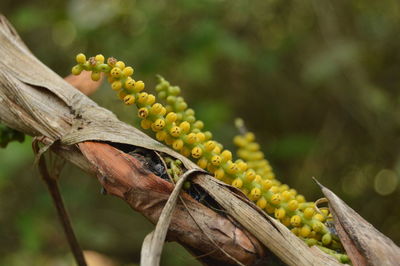 Close-up of fruit growing on plant
