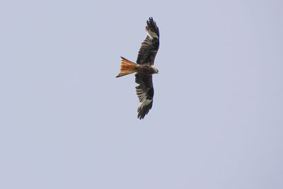 Low angle view of eagle flying in sky