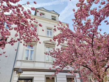 Low angle view of tree against building