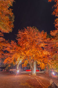 Trees in illuminated park during autumn