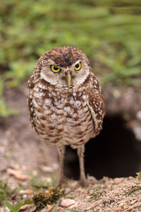 Adult burrowing owl athene cunicularia perched outside its burrow on marco island, florida