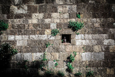 Plants against brick wall