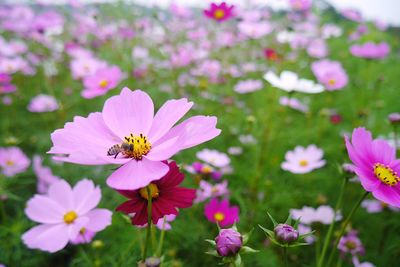 Close-up of pink flower