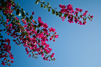 Low angle view of pink flowers against clear blue sky