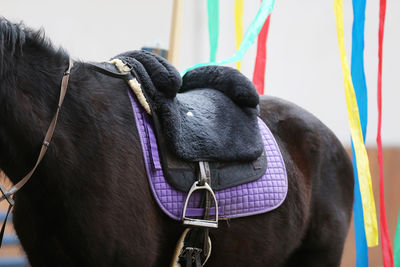 Close-up of horse