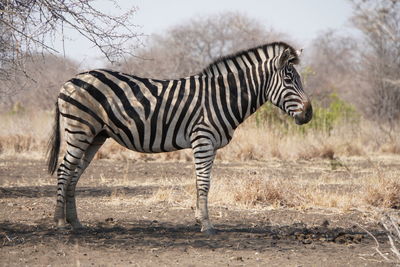 Side view of zebra standing on field