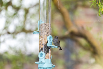 Close-up of a bird feeder