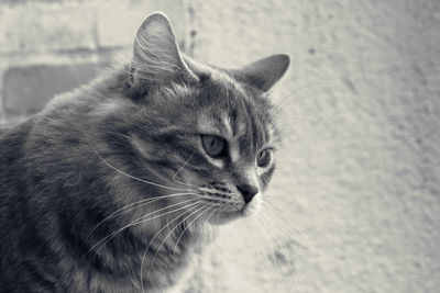 Close-up of a cat looking away