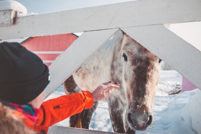 Woman touching horse during winter