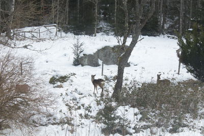 View of a snow covered land