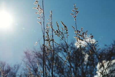 Low angle view of flower trees against clear sky