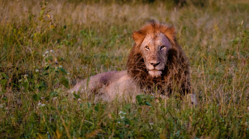 Lioness sitting on field