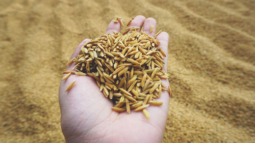 Cropped hand of person holding rice