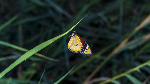 A closeup photo of a butterfly resting on a grass  blade