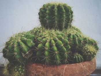 Close-up of cactus plant