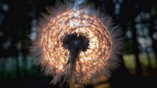 Close-up of dandelion at night