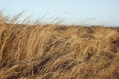 Close-up of wheat field against clear sky