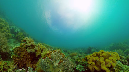 undersea