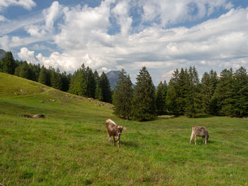 Sheep in a field