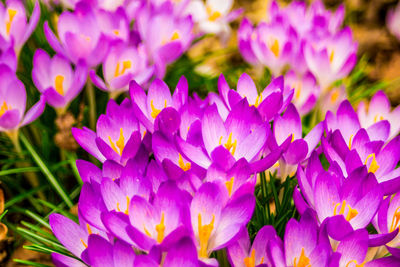 Close-up of purple flowering plants