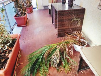 High angle view of potted plant on table