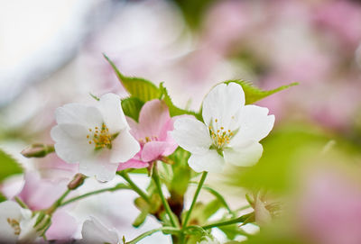 Close-up of pink flowers on branch