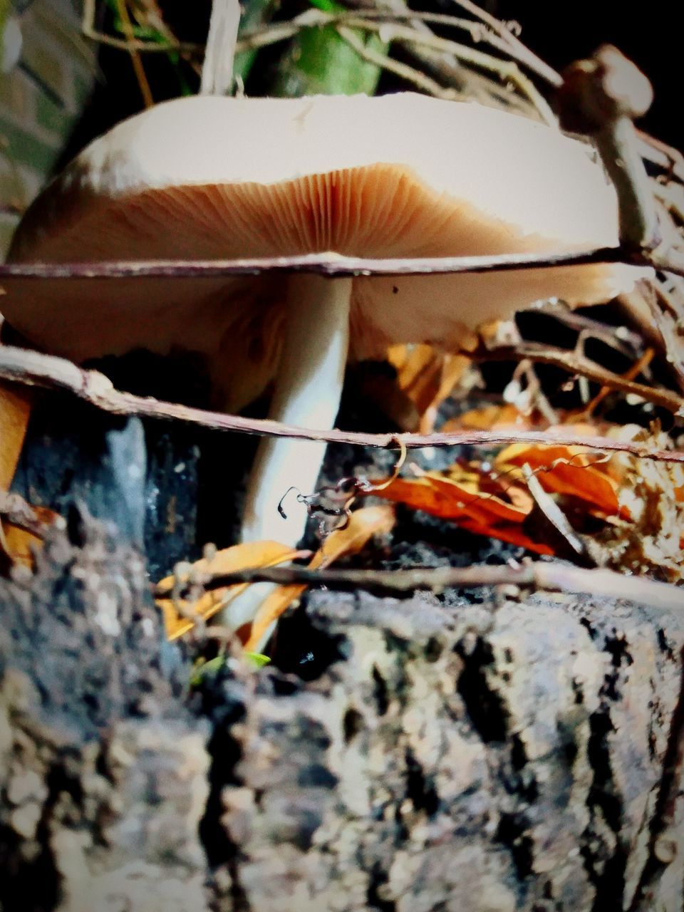 fungus, mushroom, vegetable, food, plant, growth, nature, close-up, tree, toadstool, no people, autumn, food and drink, edible mushroom, macro photography, land, forest, day, leaf, focus on foreground, outdoors, fragility, beauty in nature, freshness, oyster mushroom, selective focus