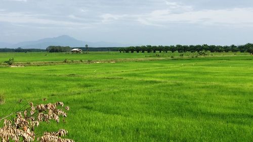 Scenic view of agricultural field against sky