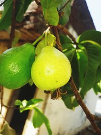 Close-up of fruits on tree